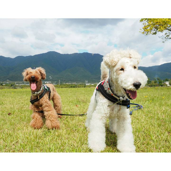 Dadee555 04d7 403b b8b7 b7fe516a69ed