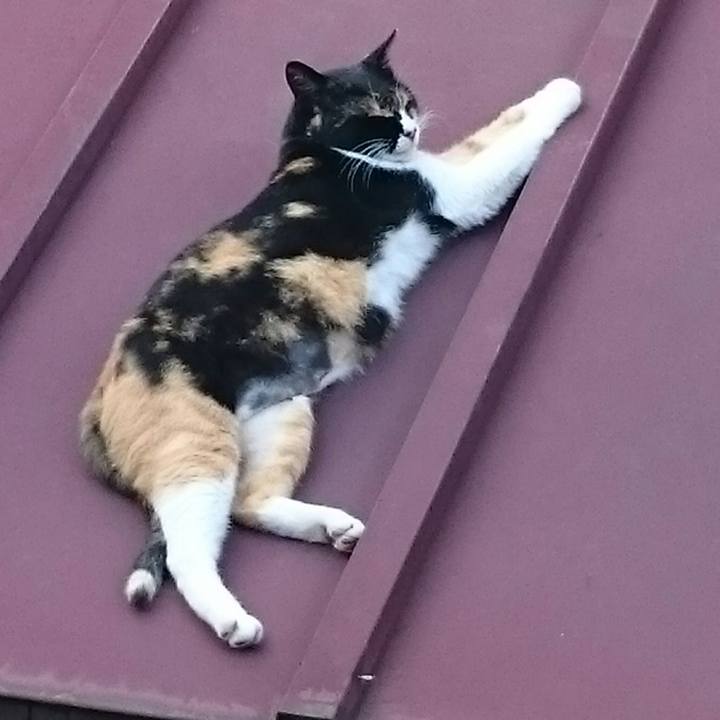 Dae0a61c a7d3 401d 9bbc 428822e48a00