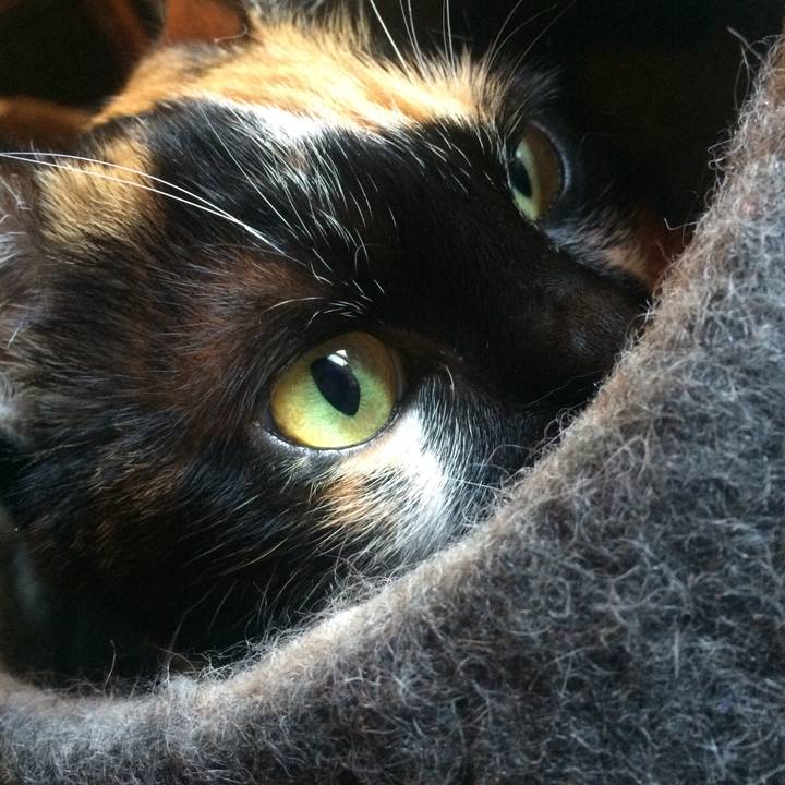 Dae63dab d6a5 4ae3 8d56 e3f8aa397ab7