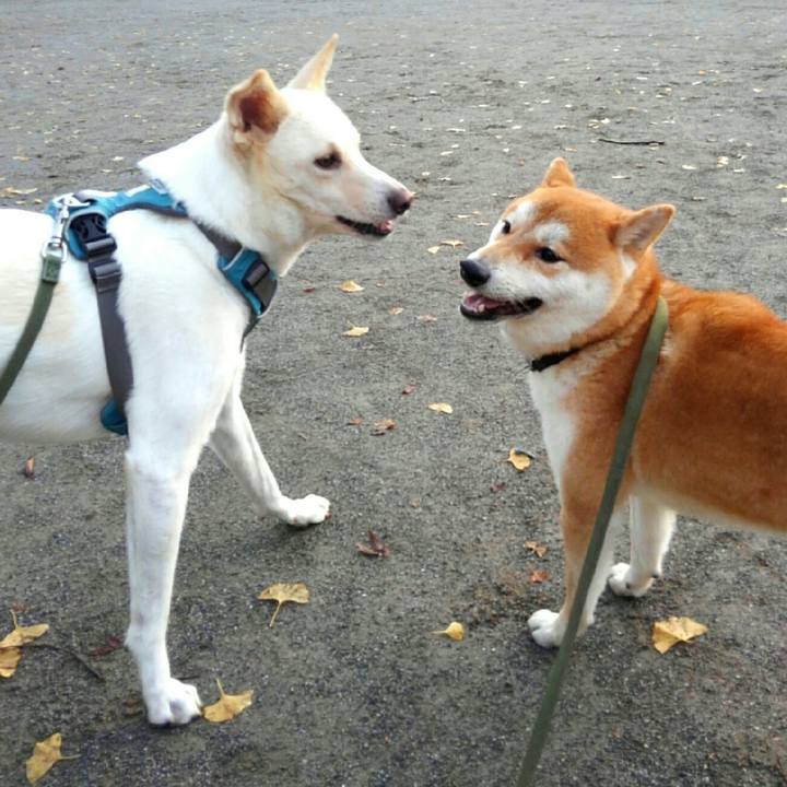 Dae83820 290d 4e6f b12d 85c8360cb870