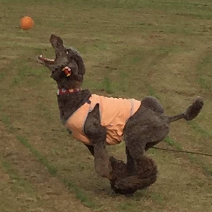 Dae88507 e801 4ec9 9c50 c51d8fc82f25