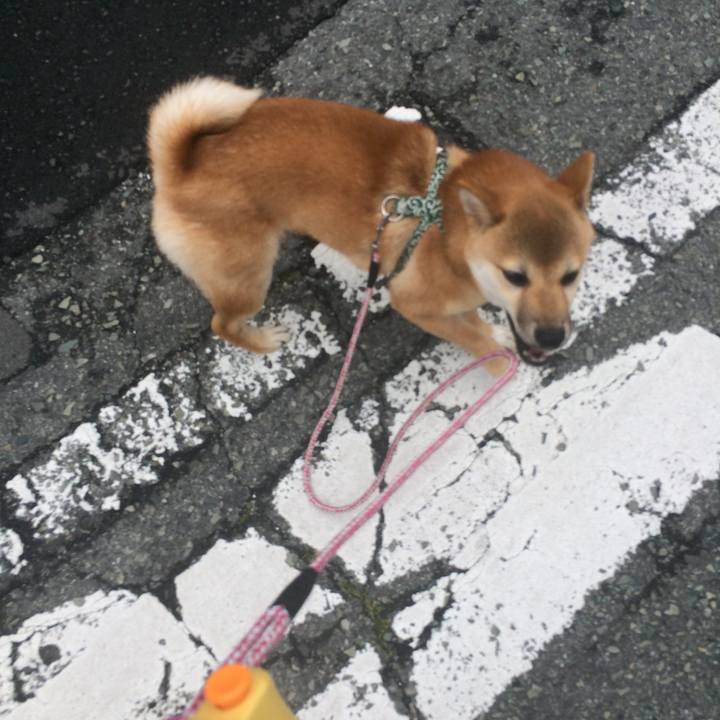 Daf7d8f1 5ded 4cc8 975e fa5f4ff46017