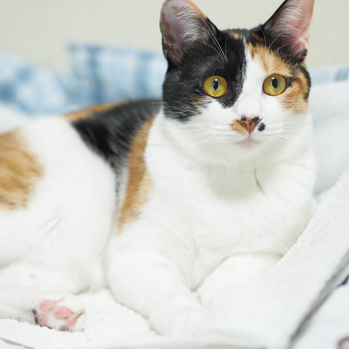 Dafe42de 1079 4ded b27e 8f474d3e9e5b