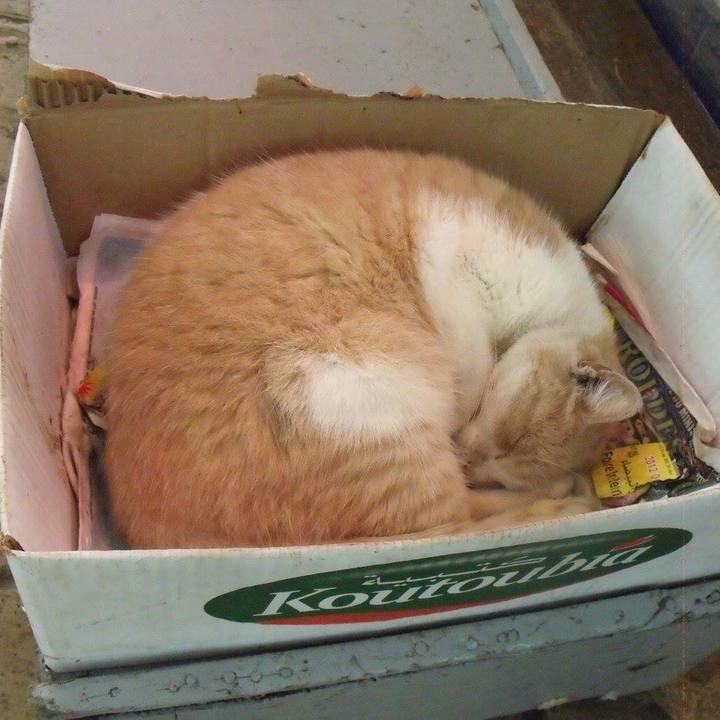 Daffadf1 6c67 41f5 a36c fc1e6f054fbd