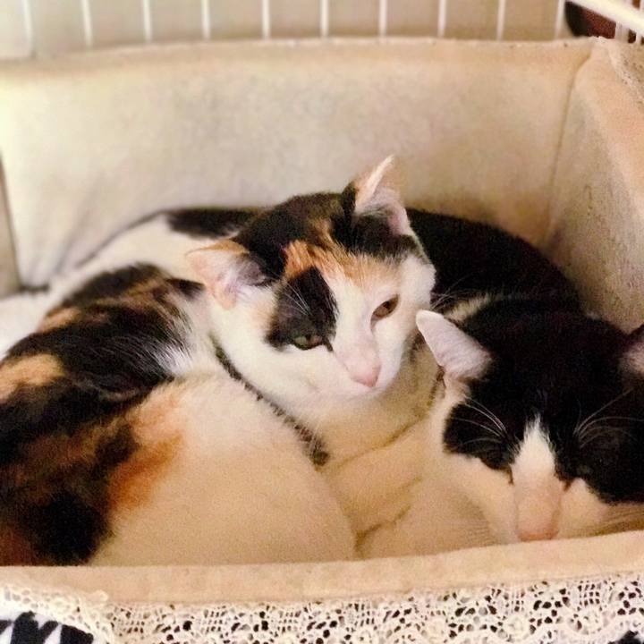 Db4777c8 5038 4696 9387 6a7fb34d4300