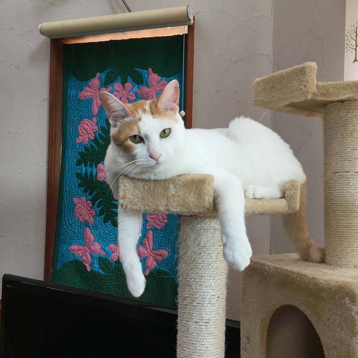 Db485260 734b 4a04 8824 028ee7c60be7