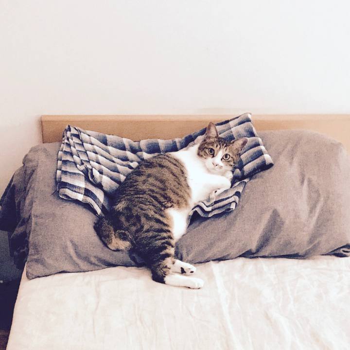 Db63bfcc c8bb 408d aede 9e1ae194e87e