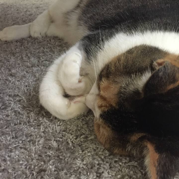 Db640339 e7cf 4cf7 8af1 2d2f88ab449f