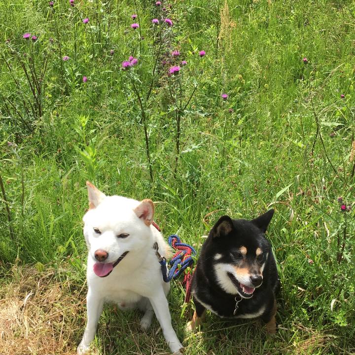 Db6b244d ab15 408e a750 055817c400e4