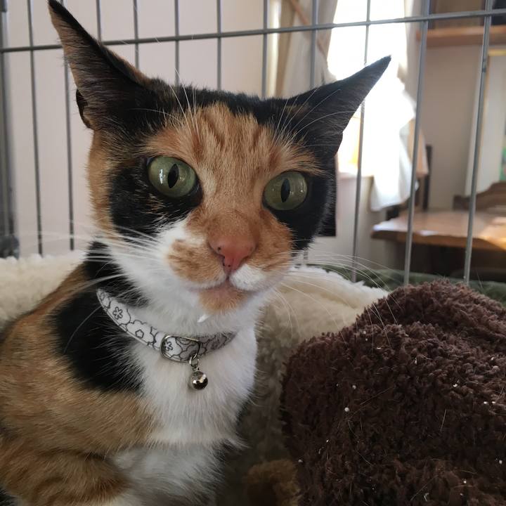 Db6c1e90 28c1 4e0a a52f 40c6546850c3