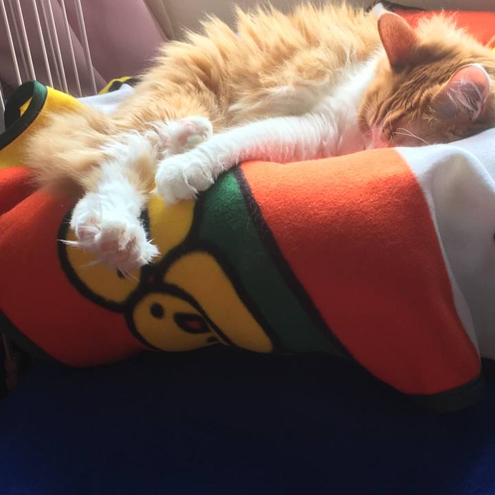 Db83d6c1 c18e 4014 8ed0 e8b70fdc894e