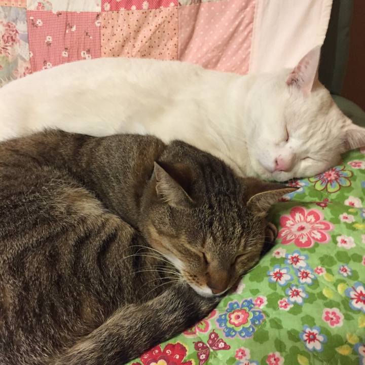 Db919016 e158 4d9b 9a8c 6ccdc2d3d3f8