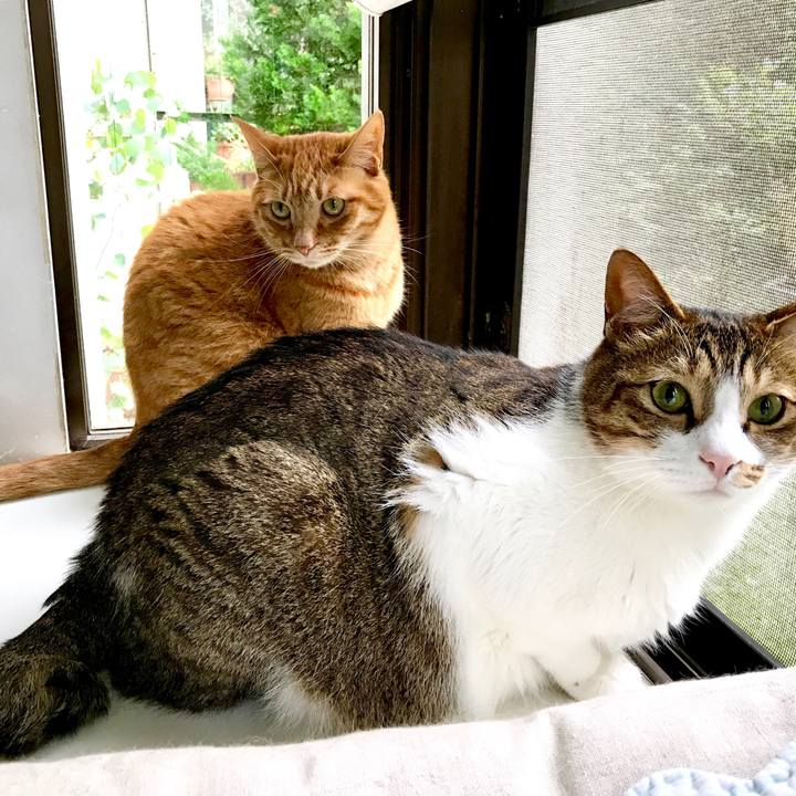 Dbbb3b21 e6e1 434e b725 74c816d743da