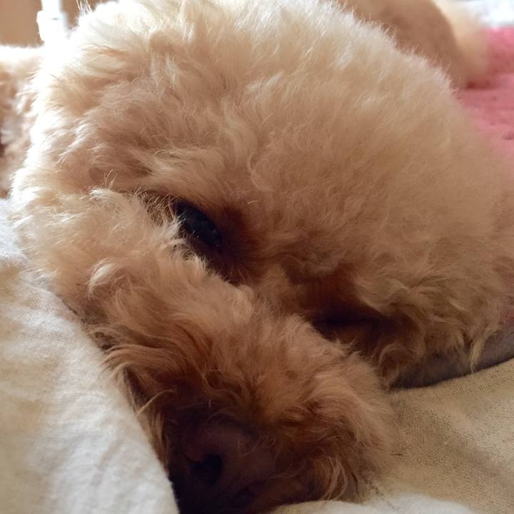 Dbc020f7 9115 4446 b069 c126c8083dc1