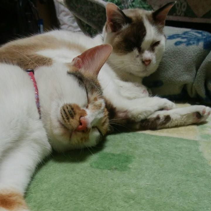 Dbc4c28c 607b 4a16 badf 775d6ac4ce85