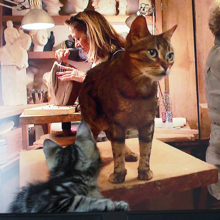 Dbe5b98c a763 496f 950d db168684fecd