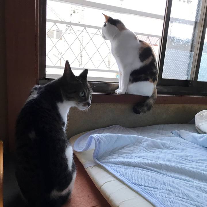 Dbf6d275 f9a0 40ef bea1 a5bde6116965