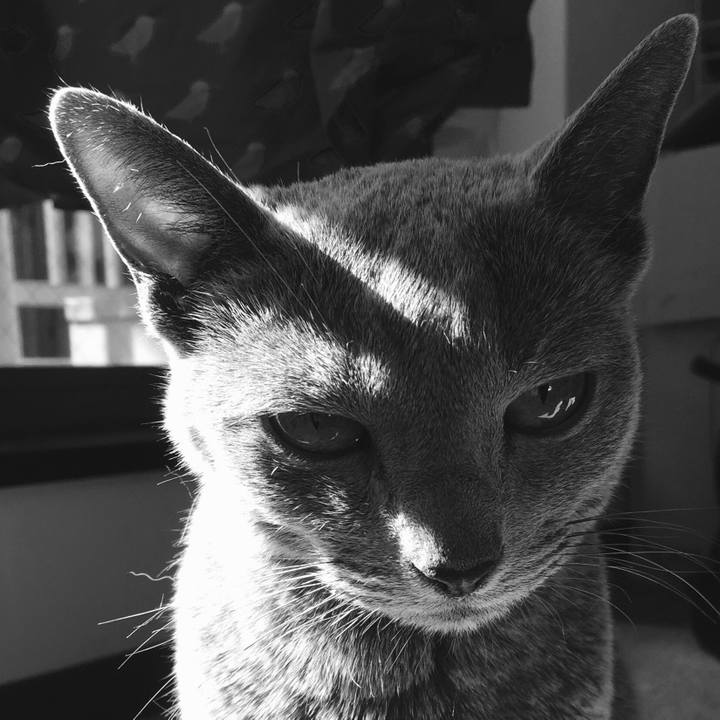 Dbfb300c 454f 478f 9205 9066493c9db4