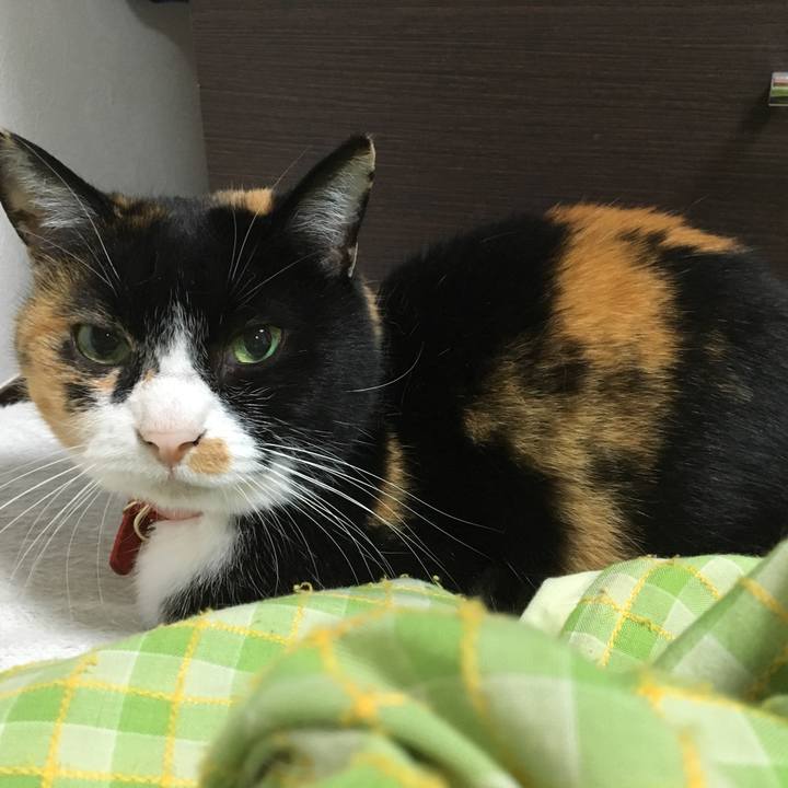 Dc0e197f 7529 46fe 996e 27a1d5a46b2b