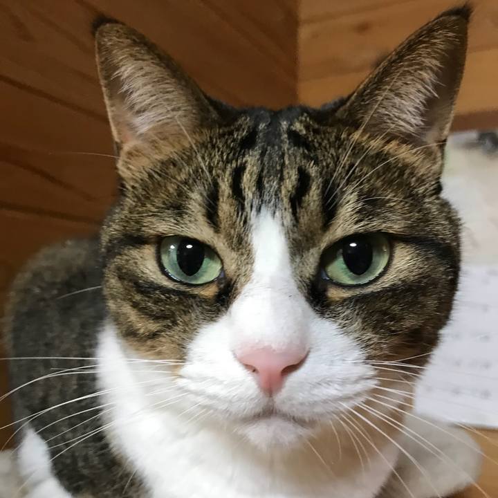 Dc119ec4 9440 474d af61 f5ef2f40d544