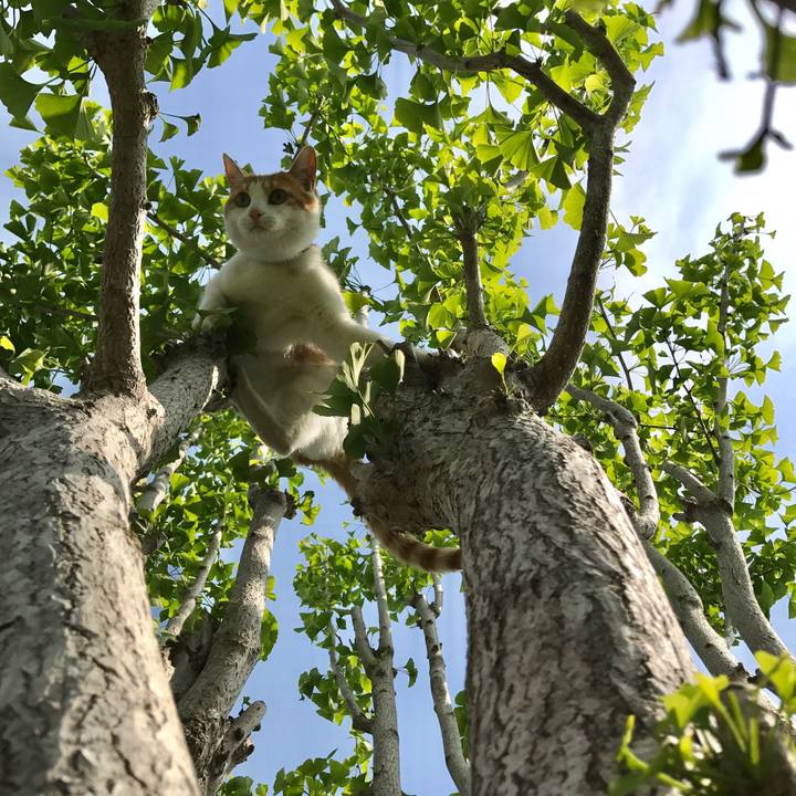 Dc17e85f dbad 4f22 9385 d1e0db137dd2