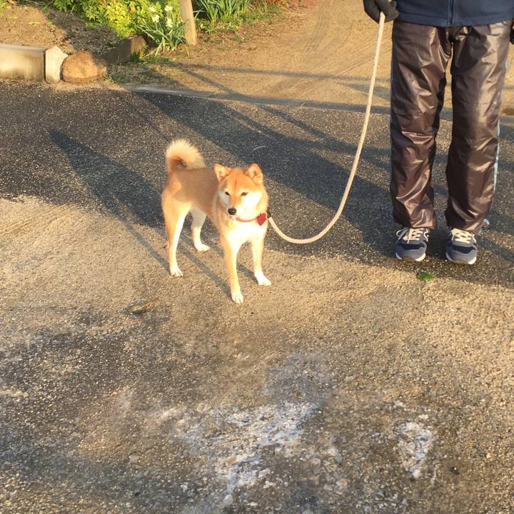 Dc1dd1ba 61ff 410f 9160 096b27429616