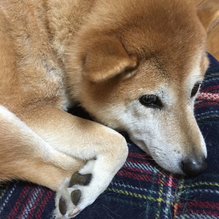 Dc1f390d cfe1 4118 a198 b511fbc4ed5a