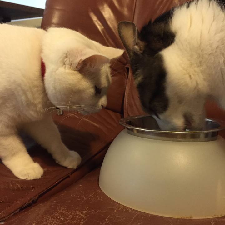 Dc33cd6d 9408 415b 9412 a7864bca58ce