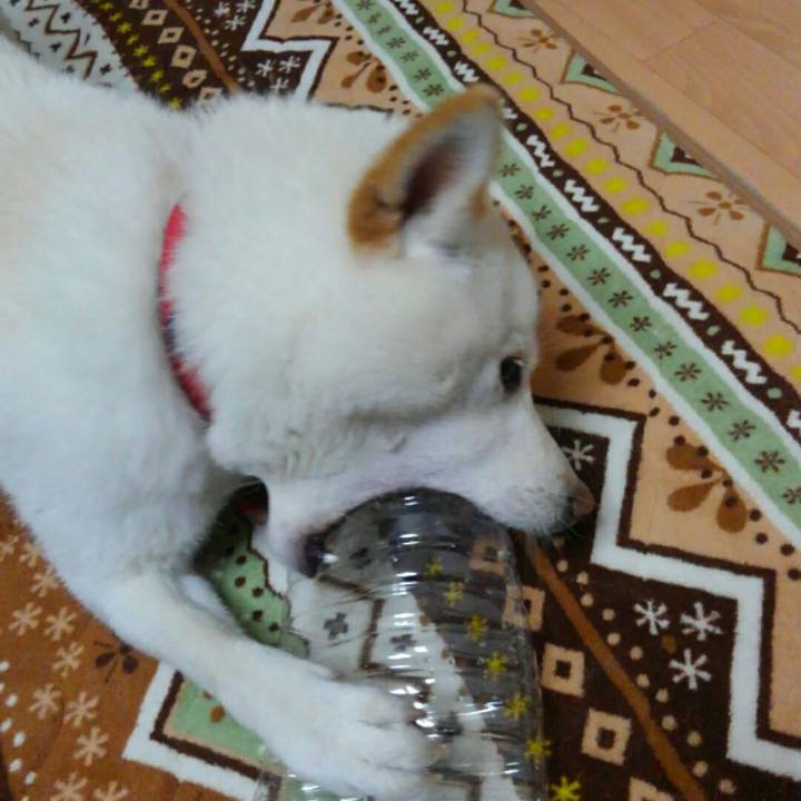 Dc403358 fb1e 42e9 9101 d4b72f0da409