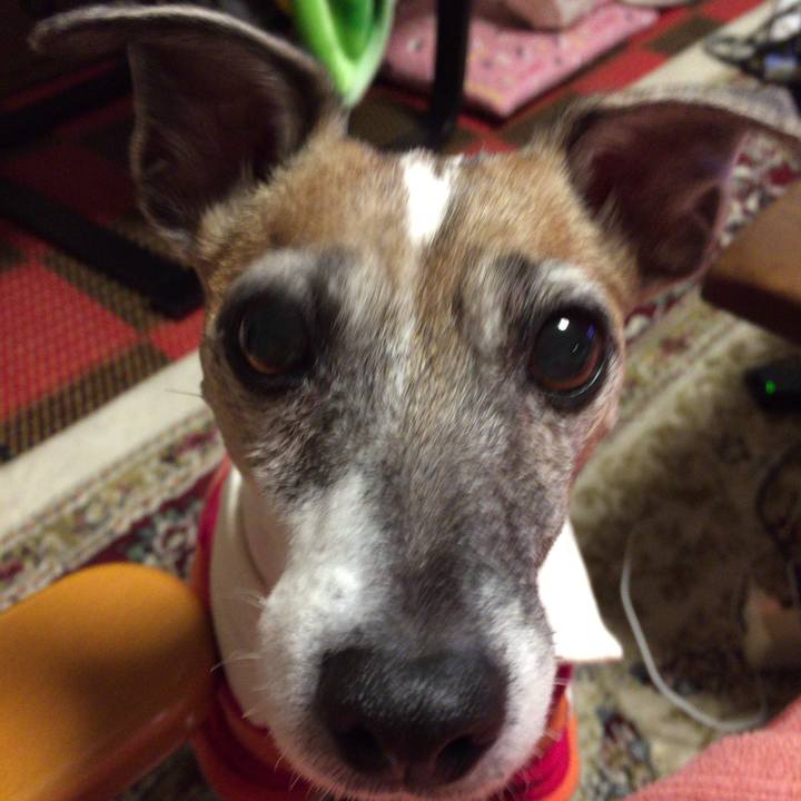 Dc481c2e dd2b 419f 93af 72c62abd941c