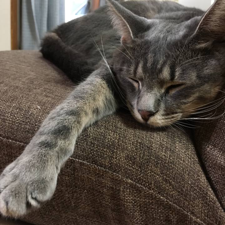 Dc4861be a18c 4d33 922b ac8ae6073b8c