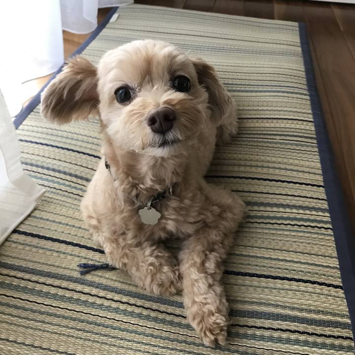 Dc4cb0c7 9ffc 4ee2 8c55 195f7fb3af52