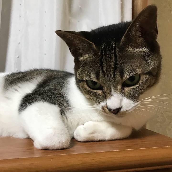 Dc53190a 7c39 4a32 8ae5 dfe36c86c61e