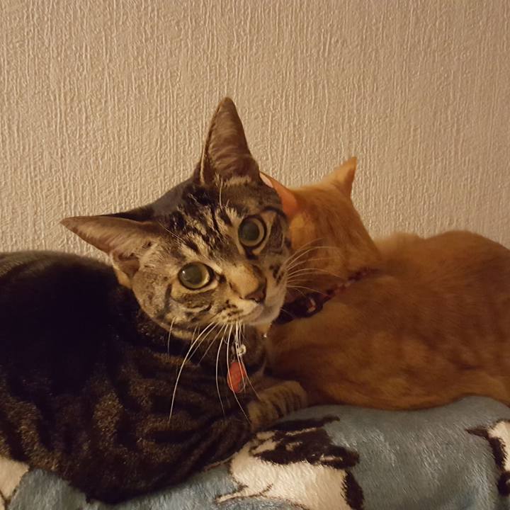 Dc537410 48a9 427e b29e ec811a537512