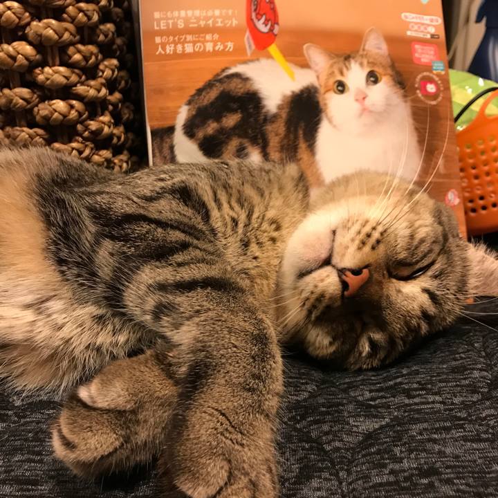 Dc6c6f92 92ad 4b84 b797 57de5779f310