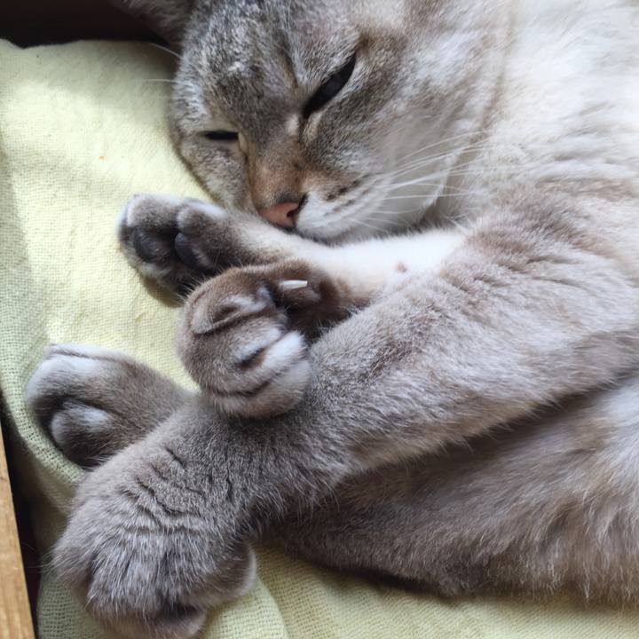 Dc718980 fffa 454a a7c4 a49c226925a4