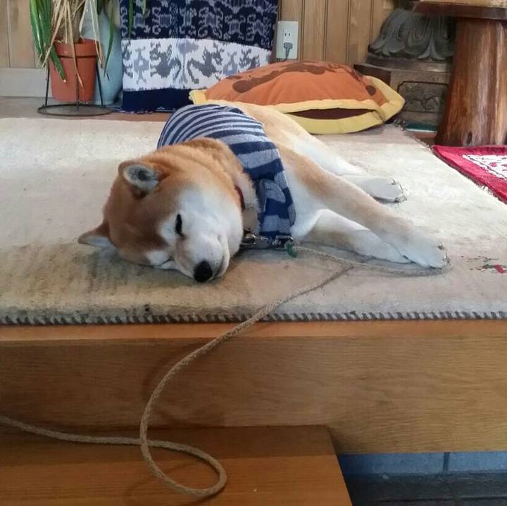 Dc81a316 9324 43cd 832f 5dbbd82e480a