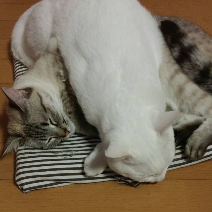 Dc8d0075 0dce 4a29 9e08 4be49aa2b37c