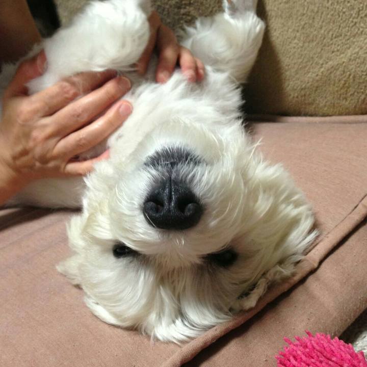 Dc92de2d e729 4816 9735 3c9b97b8140f