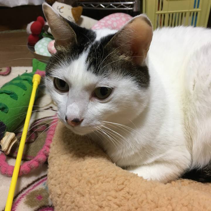 Dc93de3e e733 483f 9d53 5bcb10018fde