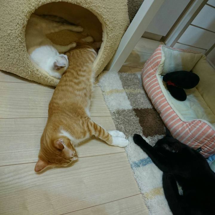 Dcab54fe d3cc 45b6 8087 505b4cf16037