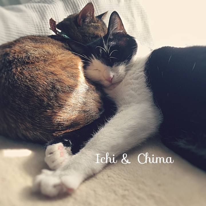 Dcae6542 68f9 404b 9c00 8182068e8f88