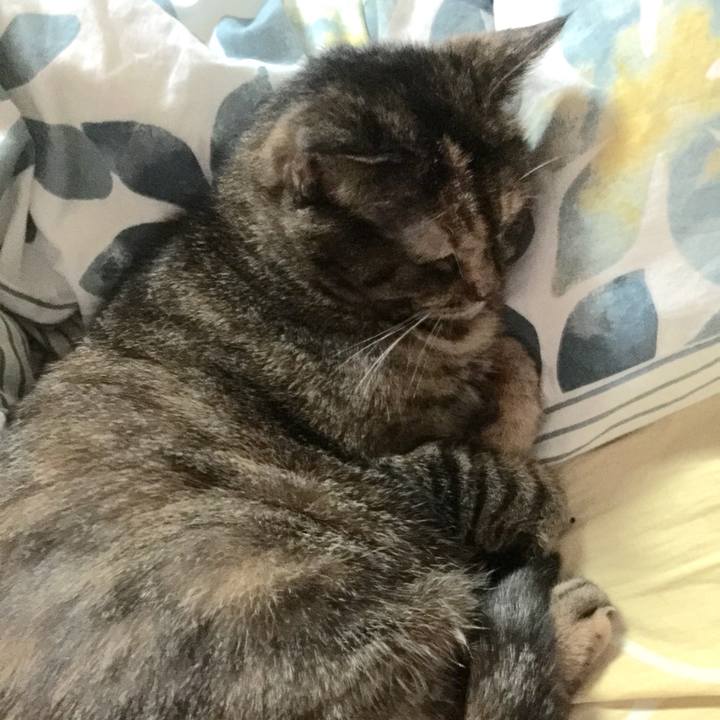 Dcaef95c 31c6 4d0c bbdb 90bc1f5b8d4f