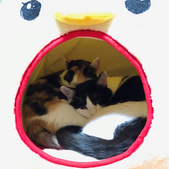 Dcb03367 8857 4ebe 8b86 47fc95568357