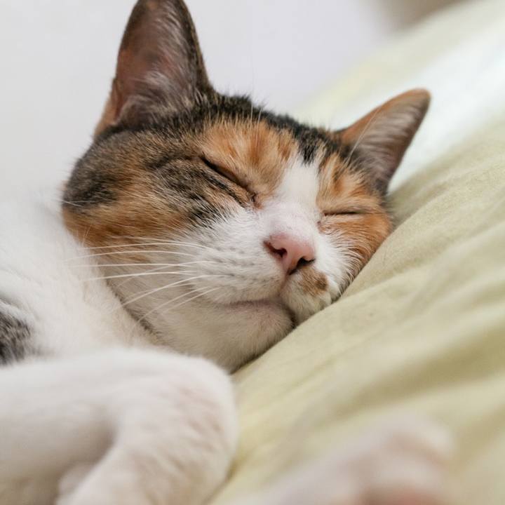 Dcb216b8 a64c 47c4 a29a 2f1ffde306ca