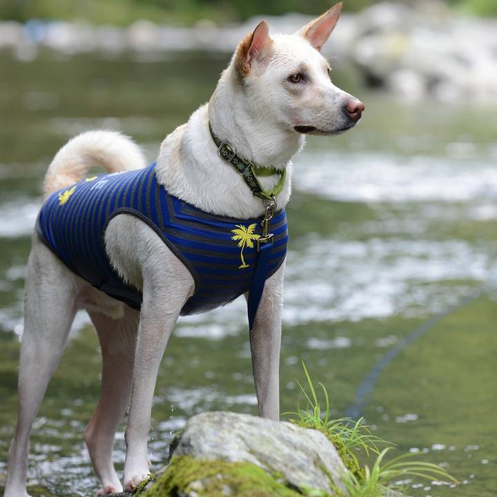 Dcb7da38 d713 401b b904 856506405209