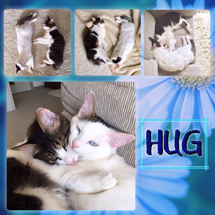 Dcba783e 19d6 4e24 9311 b1ffe1f31602