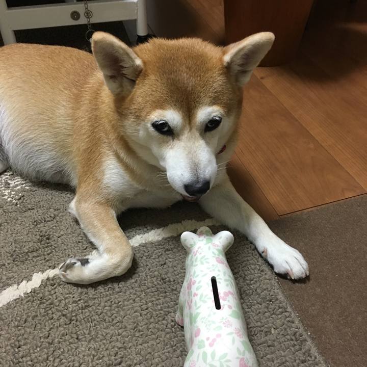 Dcbf5256 5a2d 4a26 b293 ee511fdd4ca1