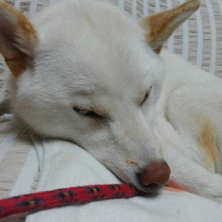 Dcc0be7d a2da 4eef b9f0 decbc03a3852