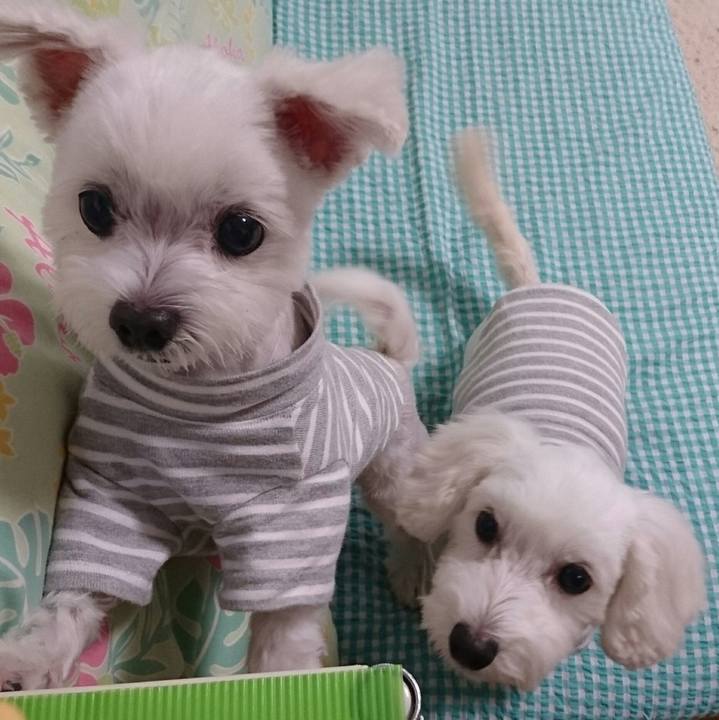 Dcc496b4 fc1d 4979 88ce 888b658f41e5